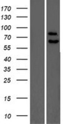 Western Blot: PPP2R5C Overexpression Lysate (Adult Normal) [NBP2-08076] Left-Empty vector transfected control cell lysate (HEK293 cell lysate); Right -Over-expression Lysate for PPP2R5C.
