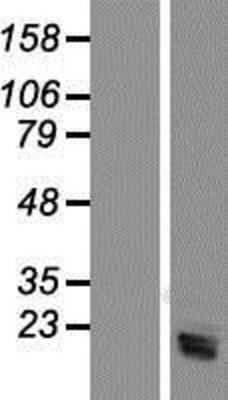 Western Blot: SRGN Overexpression Lysate (Adult Normal) [NBP2-08075] Left-Empty vector transfected control cell lysate (HEK293 cell lysate); Right -Over-expression Lysate for SRGN.