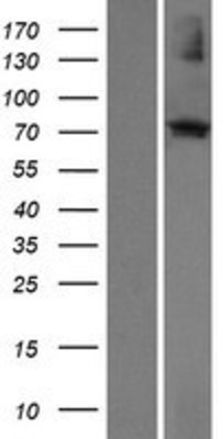 Western Blot: ECM2 Overexpression Lysate (Adult Normal) [NBP2-08213] Left-Empty vector transfected control cell lysate (HEK293 cell lysate); Right -Over-expression Lysate for ECM2.