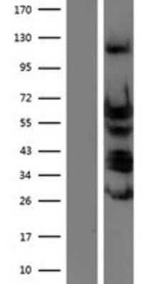 Western Blot: TEAD4 Overexpression Lysate (Adult Normal) [NBP2-08028] Left-Empty vector transfected control cell lysate (HEK293 cell lysate); Right -Over-expression Lysate for TEAD4.