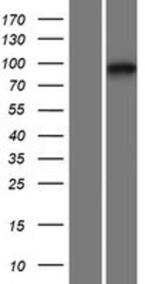 Western Blot: GPLD1 Overexpression Lysate (Adult Normal) [NBP2-08202] Left-Empty vector transfected control cell lysate (HEK293 cell lysate); Right -Over-expression Lysate for GPLD1.