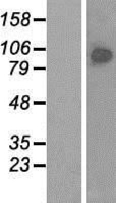 Western Blot: BRF1 Overexpression Lysate (Adult Normal) [NBP2-08198] Left-Empty vector transfected control cell lysate (HEK293 cell lysate); Right -Over-expression Lysate for BRF1.