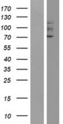 Western Blot: GUCY2F Overexpression Lysate (Adult Normal) [NBP2-08197] Left-Empty vector transfected control cell lysate (HEK293 cell lysate); Right -Over-expression Lysate for GUCY2F.
