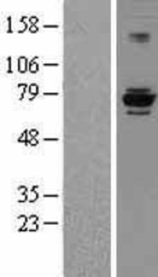 Western Blot: EEF1D Overexpression Lysate (Adult Normal) [NBP2-08159] Left-Empty vector transfected control cell lysate (HEK293 cell lysate); Right -Over-expression Lysate for EEF1D.