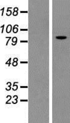 Western Blot: Kif3c Overexpression Lysate (Adult Normal) [NBP2-08129] Left-Empty vector transfected control cell lysate (HEK293 cell lysate); Right -Over-expression Lysate for Kif3c.