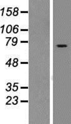Western Blot: RASGRP2 Overexpression Lysate (Adult Normal) [NBP2-08325] Left-Empty vector transfected control cell lysate (HEK293 cell lysate); Right -Over-expression Lysate for RASGRP2.