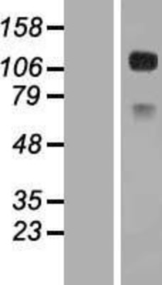 Western Blot: CD34 Overexpression Lysate (Adult Normal) [NBP2-08650] Left-Empty vector transfected control cell lysate (HEK293 cell lysate); Right -Over-expression Lysate for CD34.