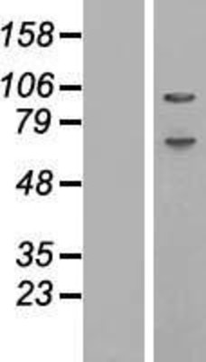 Western Blot: ABCF1 Overexpression Lysate (Adult Normal) [NBP2-08649] Left-Empty vector transfected control cell lysate (HEK293 cell lysate); Right -Over-expression Lysate for ABCF1.