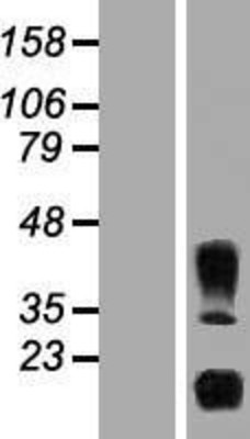 Western Blot: IL32 Overexpression Lysate (Adult Normal) [NBP2-08699] Left-Empty vector transfected control cell lysate (HEK293 cell lysate); Right -Over-expression Lysate for IL32.