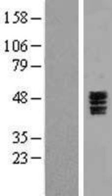 Western Blot: HTR3C Overexpression Lysate (Adult Normal) [NBP2-05732] Left-Empty vector transfected control cell lysate (HEK293 cell lysate); Right -Over-expression Lysate for HTR3C.