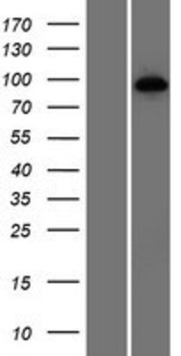 Western Blot: HNRNPUL1 Overexpression Lysate (Adult Normal) [NBP2-07542] Left-Empty vector transfected control cell lysate (HEK293 cell lysate); Right -Over-expression Lysate for HNRNPUL1.