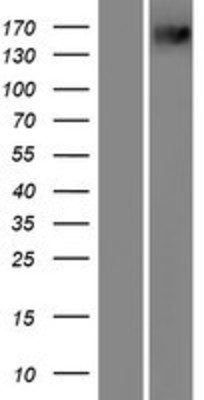Western Blot: PXDN Overexpression Lysate (Adult Normal) [NBP2-07463] Left-Empty vector transfected control cell lysate (HEK293 cell lysate); Right -Over-expression Lysate for PXDN.