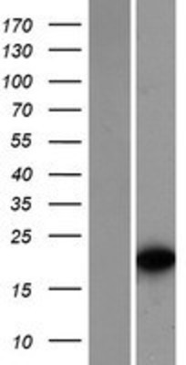 Western Blot: TCF15 Overexpression Lysate (Adult Normal) [NBP2-07847] Left-Empty vector transfected control cell lysate (HEK293 cell lysate); Right -Over-expression Lysate for TCF15.