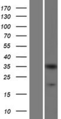 Western Blot: CrkL Overexpression Lysate (Adult Normal) [NBP2-07776] Left-Empty vector transfected control cell lysate (HEK293 cell lysate); Right -Over-expression Lysate for CrkL.