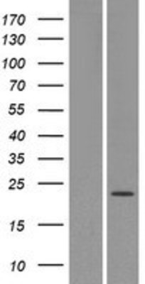 Western Blot: OR4X1 Overexpression Lysate (Adult Normal) [NBP2-08901] Left-Empty vector transfected control cell lysate (HEK293 cell lysate); Right -Over-expression Lysate for OR4X1.