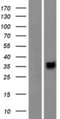 Western Blot: CD200R1L Overexpression Lysate (Adult Normal) [NBP2-08799] Left-Empty vector transfected control cell lysate (HEK293 cell lysate); Right -Over-expression Lysate for CD200R1L.