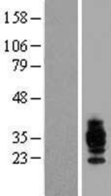 Western Blot: CD37 Overexpression Lysate (Adult Normal) [NBP2-08542] Left-Empty vector transfected control cell lysate (HEK293 cell lysate); Right -Over-expression Lysate for CD37.