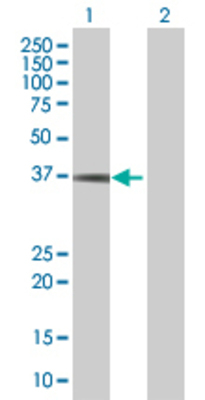 Lane 1: MPPED1 transfected lysate (37 KDa) Lane 2: Non-transfected lysate.