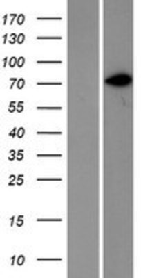 Western Blot: CD44 Overexpression Lysate (Adult Normal) [NBP2-09078] Left-Empty vector transfected control cell lysate (HEK293 cell lysate); Right -Over-expression Lysate for CD44.
