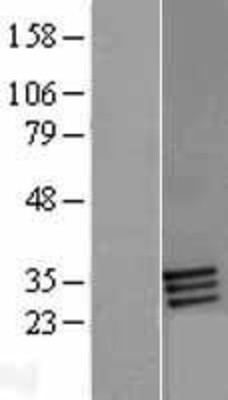 Western Blot: FOLR2 Overexpression Lysate (Adult Normal) [NBP2-09389] Left-Empty vector transfected control cell lysate (HEK293 cell lysate); Right -Over-expression Lysate for FOLR2.