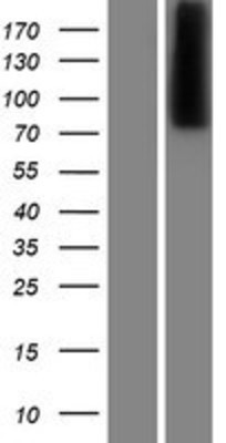 Western Blot: CPXM Overexpression Lysate (Adult Normal) [NBP2-06715] Left-Empty vector transfected control cell lysate (HEK293 cell lysate); Right -Over-expression Lysate for CPXM.