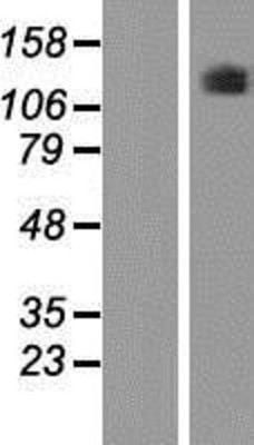 Western Blot: PLEKHG5 Overexpression Lysate (Adult Normal) [NBP2-06633] Left-Empty vector transfected control cell lysate (HEK293 cell lysate); Right -Over-expression Lysate for PLEKHG5.
