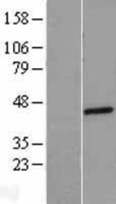 Western Blot: Prostein Overexpression Lysate (Adult Normal) [NBP2-05921] Left-Empty vector transfected control cell lysate (HEK293 cell lysate); Right -Over-expression Lysate for Prostein.