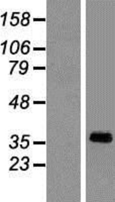 Western Blot: SYAP1 Overexpression Lysate (Adult Normal) [NBP2-05946] Left-Empty vector transfected control cell lysate (HEK293 cell lysate); Right -Over-expression Lysate for SYAP1.