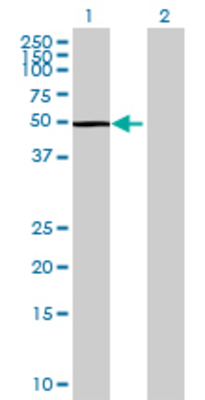 Lane 1: CYP3A5 transfected lysate (55.33 KDa) Lane 2: Non-transfected lysate.
