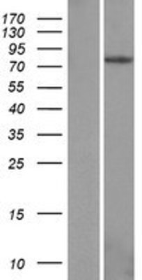 Western Blot: EPB41L4A Overexpression Lysate (Adult Normal) [NBP2-06461] Left-Empty vector transfected control cell lysate (HEK293 cell lysate); Right -Over-expression Lysate for EPB41L4A.