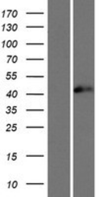 Western Blot: TIA1 Overexpression Lysate (Adult Normal) [NBP2-06452] Left-Empty vector transfected control cell lysate (HEK293 cell lysate); Right -Over-expression Lysate for TIA1.