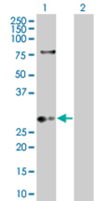 Lane 1: KLK8 transfected lysate (28.71 KDa) Lane 2: Non-transfected lysate.