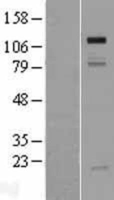 Western Blot: GRIP1 Overexpression Lysate (Adult Normal) [NBP2-06558] Left-Empty vector transfected control cell lysate (HEK293 cell lysate); Right -Over-expression Lysate for GRIP1.