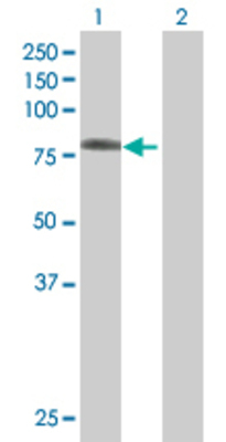 Lane 1: RHPN1 transfected lysate (73.6 KDa) Lane 2: Non-transfected lysate.
