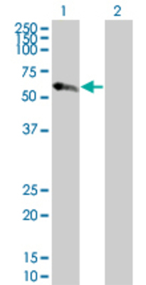 Lane 1: CFLAR transfected lysate (55.3 KDa) Lane 2: Non-transfected lysate.