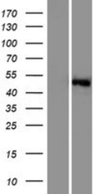 Western Blot: SGK3 Overexpression Lysate (Adult Normal) [NBP2-05212] Left-Empty vector transfected control cell lysate (HEK293 cell lysate); Right -Over-expression Lysate for SGK3.