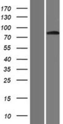 Western Blot: GLIS3 Overexpression Lysate (Adult Normal) [NBP2-05335] Left-Empty vector transfected control cell lysate (HEK293 cell lysate); Right -Over-expression Lysate for GLIS3.