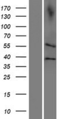 Western Blot: CDC20B Overexpression Lysate (Adult Normal) [NBP2-05333] Left-Empty vector transfected control cell lysate (HEK293 cell lysate); Right -Over-expression Lysate for CDC20B.