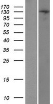 Western Blot: TRERF1 Overexpression Lysate (Adult Normal) [NBP2-05876] Left-Empty vector transfected control cell lysate (HEK293 cell lysate); Right -Over-expression Lysate for TRERF1.