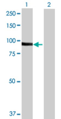 Lane 1: ACO1 transfected lysate (97.9 KDa) Lane 2: Non-transfected lysate.