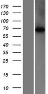 Western Blot: WDR16 Overexpression Lysate (Adult Normal) [NBP2-05511] Left-Empty vector transfected control cell lysate (HEK293 cell lysate); Right -Over-expression Lysate for WDR16.