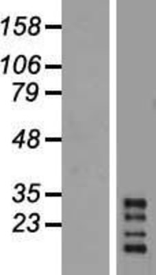 Western Blot: CHRFAM7A Overexpression Lysate (Adult Normal) [NBP2-05568] Left-Empty vector transfected control cell lysate (HEK293 cell lysate); Right -Over-expression Lysate for CHRFAM7A.