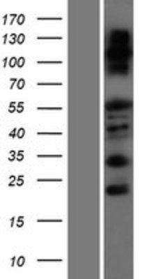 Western Blot: FAM83F Overexpression Lysate (Adult Normal) [NBP2-05672] Left-Empty vector transfected control cell lysate (HEK293 cell lysate); Right -Over-expression Lysate for FAM83F.