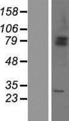 Western Blot: SHKBP1 Overexpression Lysate (Adult Normal) [NBP2-05668] Left-Empty vector transfected control cell lysate (HEK293 cell lysate); Right -Over-expression Lysate for SHKBP1.