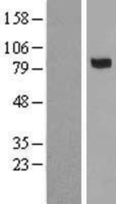 Western Blot: MASP1 Overexpression Lysate (Adult Normal) [NBP2-05611] Left-Empty vector transfected control cell lysate (HEK293 cell lysate); Right -Over-expression Lysate for MASP1.
