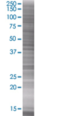 COX10 transfected lysate