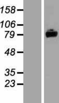Western Blot: ASTE1 Overexpression Lysate (Adult Normal) [NBP2-07382] Left-Empty vector transfected control cell lysate (HEK293 cell lysate); Right -Over-expression Lysate for ASTE1.