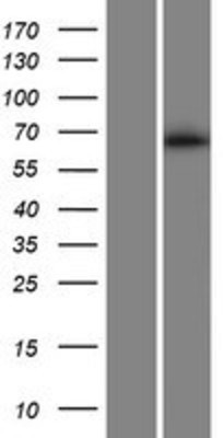 Western Blot: KIAA0907 Overexpression Lysate (Adult Normal) [NBP2-07242] Left-Empty vector transfected control cell lysate (HEK293 cell lysate); Right -Over-expression Lysate for KIAA0907.