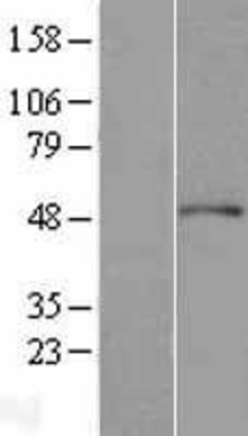 Western Blot: ACTR3 Overexpression Lysate (Adult Normal) [NBL1-07288] Left-Empty vector transfected control cell lysate (HEK293 cell lysate); Right -Over-expression Lysate for ACTR3.