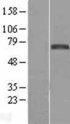 Western Blot: FOXC1 Overexpression Lysate (Adult Normal) [NBL1-10801] Left-Empty vector transfected control cell lysate (HEK293 cell lysate); Right -Over-expression Lysate for FOXC1.
